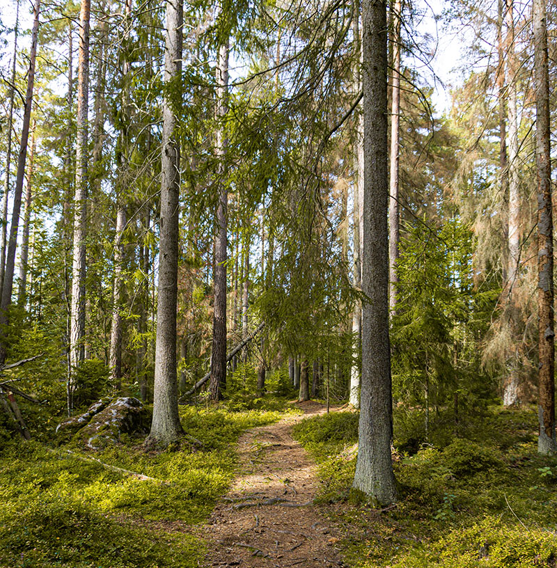 En slingrande skogsväg genom en grön skog